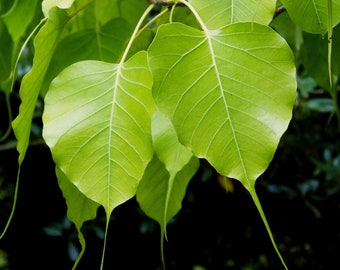 Bodhi Plant FICUS RELIGIOSA - Cây Bồ Đề - 8" to 1 Feet - Ship in 6" Pot