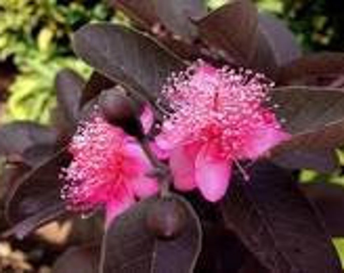 Red Malaysian Guava- 1   Feet Tall   - Ship in 6" Pot