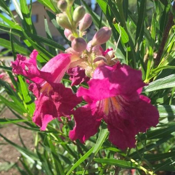 Burgundy Desert Willow -  Chilopsis linearis 'Burgundy' -  3 to 4  Feet Tall - Ship in 3 Gal Pot