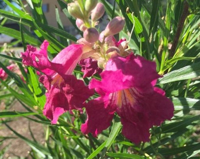 Burgundy Desert Willow -  Chilopsis linearis 'Burgundy' -  3 to 4  Feet Tall - Ship in 3 Gal Pot