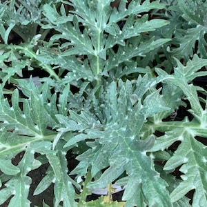 May include: A close-up of a green artichoke plant with large, spiky leaves.