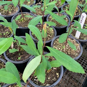 May include: Close-up of a group of small green plants in black pots. The plants have long, narrow leaves and are growing in a greenhouse setting. A white tag with the number "4664" is visible in the image.