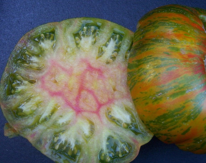 Tomato Berkley Tie Dye - 4" to 1 Feet - Ship in 3" Pot