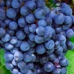 May include: Close-up of a cluster of ripe, dark blue grapes. The grapes are round and plump, with a slightly dusty appearance. Green leaves are visible in the background, suggesting a vineyard setting. The image highlights the natural texture and color of the fruit.