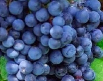 Black Manukka  Seedless Grape -  1 plants - 1 feet fall -  ship in 6" pot