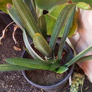 Variegated Fire Lily Clivia miniata 1 Feet Tall Ship in 6 Pot image 2