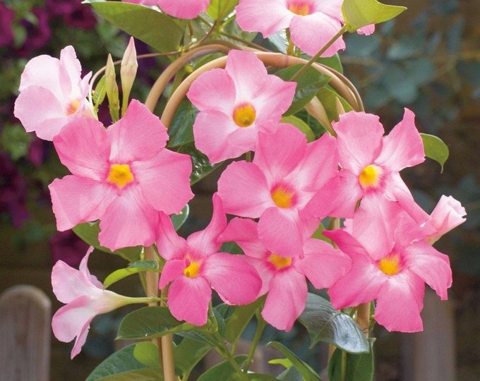 Pink Mandevilla Vine - 1 Plants - 1  Feet Tall  - Ship in 6" Pot