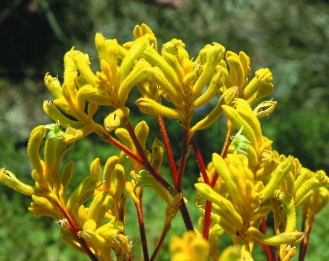 Anigozanthos yellow Gem live plant 6” pot