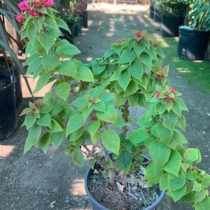 May include: A potted bougainvillea plant with vibrant pink bracts and lush green leaves. The plant is in a black plastic pot, showcasing its colorful blooms and foliage. The image is taken outdoors, with a pathway and other plants in the background.