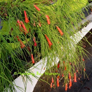 May include: A trailing plant with long, thin green stems and small, bright red flowers. The plant is hanging from a white surface. The text "Monterey Bay Nursery" is visible in the lower left corner of the image.