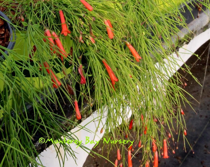 Rusellia equisetiformis  firecracker plant  - 1 plants  - 6"  - ship in 3" pot