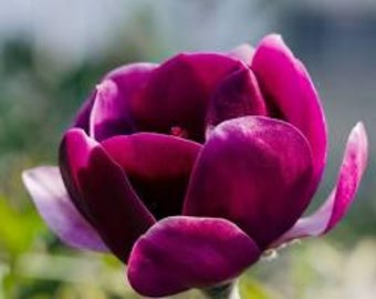 Magnolia Black Tulip - 1 to 2 Feet Tall - ship in 6" pot