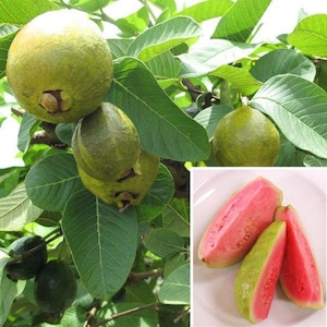 May include: Image of guava fruit on a tree with green leaves. The guavas are green with a yellow hue. The image also shows sliced guavas with pink flesh.