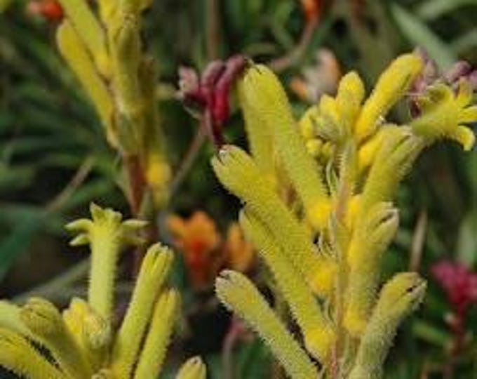 Anigozanthos Kanga Yellow - 1 Feet Tall -  Ship in 6" Pot