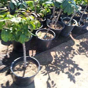 Longan air layered tree - 1 plant -  2  feet tall  - ship in 3 gal pot