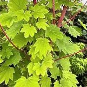 May include: Close-up of vibrant green leaves with a maple leaf shape. The leaves are illuminated by sunlight, showcasing their texture and color. Reddish-brown stems and branches are visible, creating a natural, organic composition.