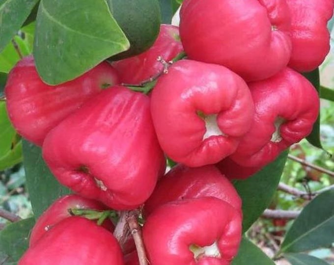 Black dinamond wax apple - 1 to 2 feet tall- ship in 3gal pot