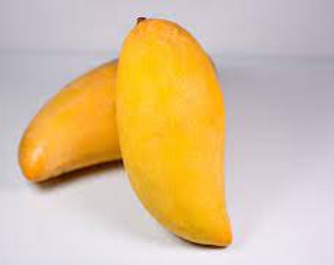 Nam Doc Mai Mango Tree  - Thai Mango - 1 to 2  Feet