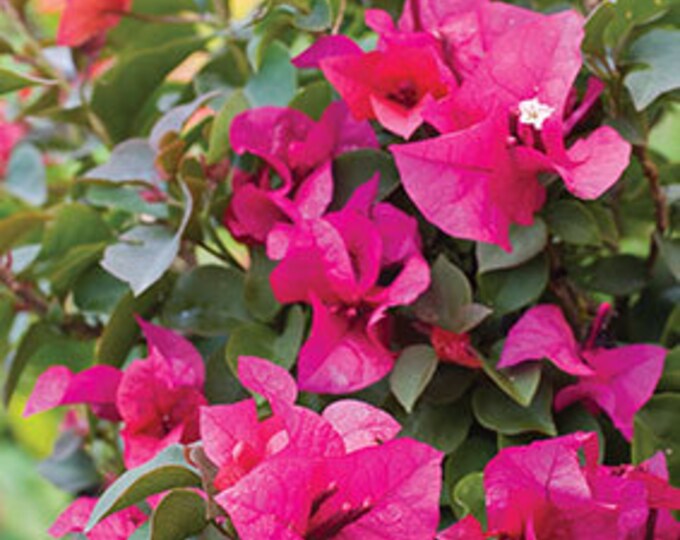 Bougainville  'Temple Fire' Bush - 1  Feet Tall - Ship in 6" Pot