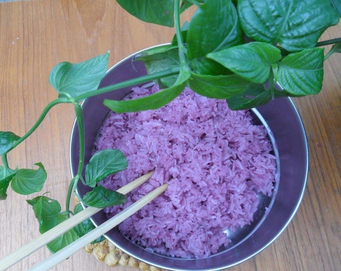 Magenta leaf plant lá cẩm  - 1 starter plants - 6" tall - ship in 3" pot