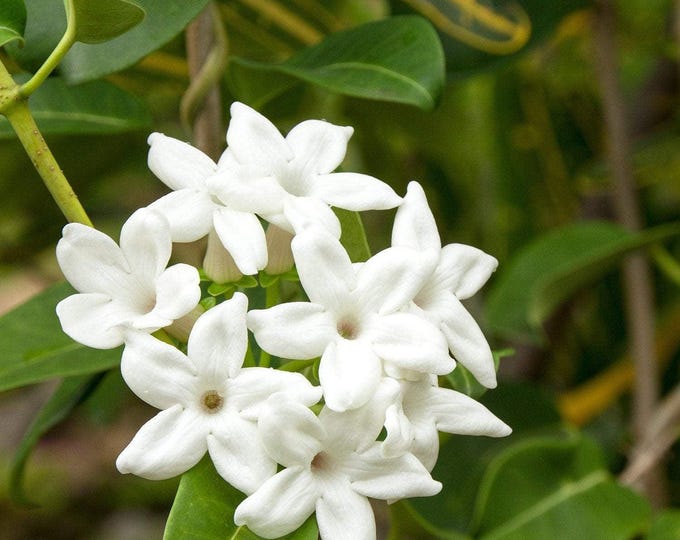 Madagascar jasmine stephanotis floribunda - 1 plants  - 2 to 3  feet long  - ship in 3 gal pot