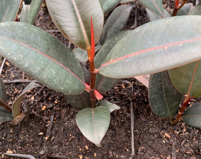 Ficus elastica ‘burgundy’ starter plant 4” pot