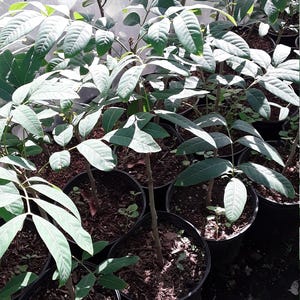 May include: A group of potted plants with green leaves. The plants are in black pots and are sitting on a brown surface.