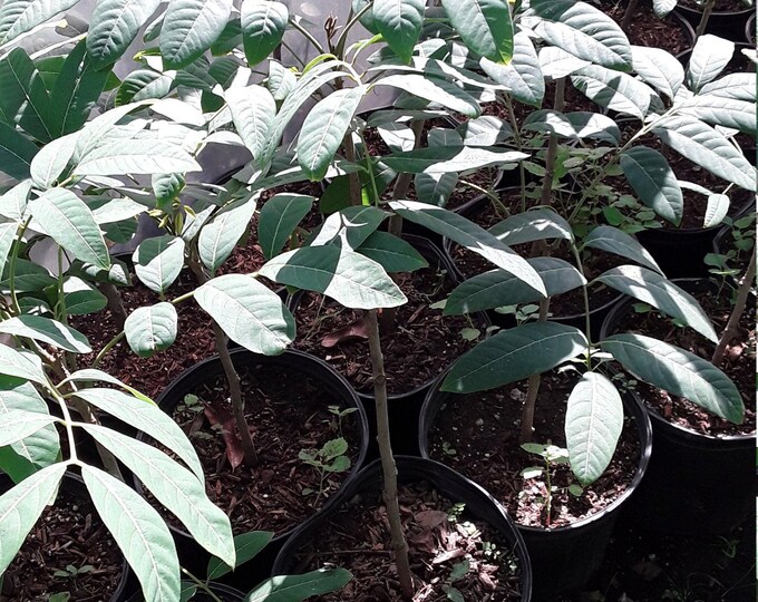 Longan - air layered tree - 1 to 2  feet tall - ship in 1 gal pot