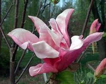 Magnolia x 'Daybreak' - 1 live plant - 2 to 3 Feet  tall - Ship in 3Gal Pot