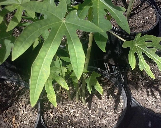 Mexico papaya - 1 feet tall - ship in 6" pot