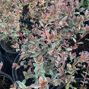 New**chilean guava variegated (ugni molinae ‘flambeau’)  ship in 6&quot; pot
