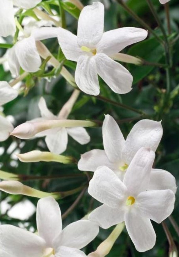 Poets Jasmine jasminum Grandiflorum 1 Plants 2 to 3 Etsy Australia