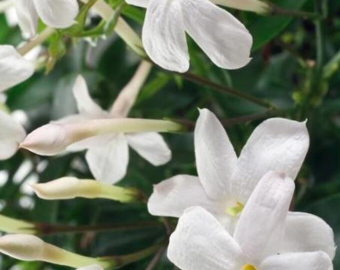 Poets Jasmine jasminum Grandiflorum 1 Plants 2 to 3 Feet Tall Ship in