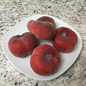 Peach Sauzee Swirl Saucer - 3 to 4 feet tall - ship in 3Gal pot