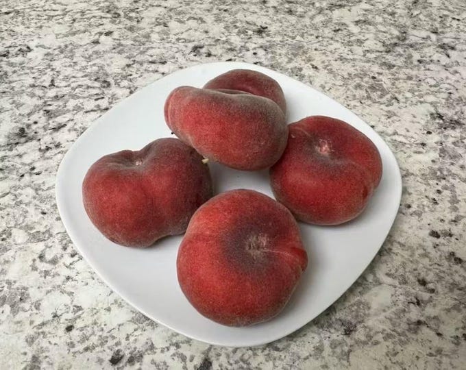 Peach Sauzee Swirl Saucer - 3 to 4 feet tall - ship in 3Gal pot