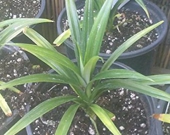 Pandan Spice Plant - Amaryllifolius Pandanus - 1 Plants - Ship in 6" Pot