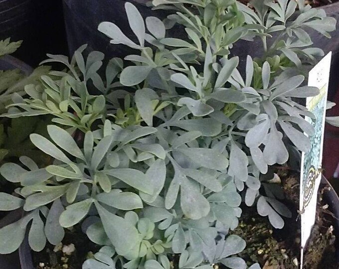 Ruda Plant Common Rue (Ruta graveolens) Herb of Grace - 1 Feet Tall - Ship in 6" Pot