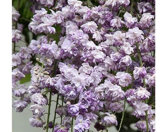 Wisteria Floribunda 'Violacea Pines'-  2 Feet Tall - Ship in 1 Gal Pot