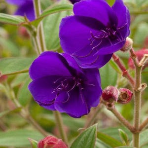 May include: Close-up of vibrant purple flowers with delicate, textured petals. The flowers are in full bloom, surrounded by green leaves and red buds. The image captures the beauty of nature.
