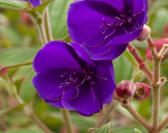Princess flower- live plant 1 ft tall in 4” pot
