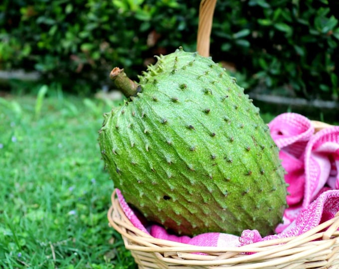 Soursop - guanabana 3 to 4 feet tall  - ship 3 gal pot
