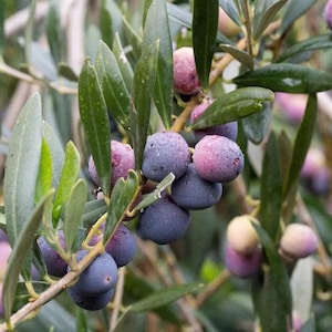 May include: Close-up of a branch of an olive tree with ripe olives. The olives are a mix of purple and dark blue, and some have a white powdery coating. The leaves are green and glossy.