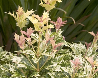 Goshiki False Holly - Osmanthus heterophyllus 'Goshiki'- 1 Plants - 1 Feet Tall - Ship in 6" Pot
