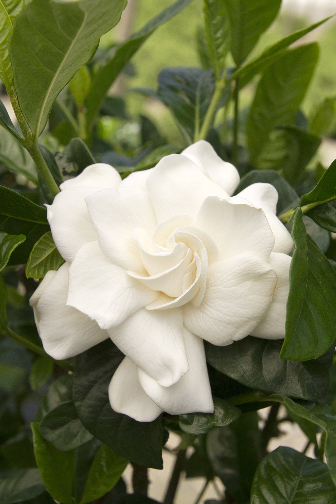 First Love® Gardenia Gardenia Jasminoides 'aimee' 1 Plant 1 Feet Tall Ship in 6 Pot