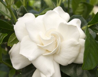 First Love® Gardenia - Gardenia jasminoides 'Aimee'   - 1  Plant - 1 Feet Tall - Ship in 6" Pot