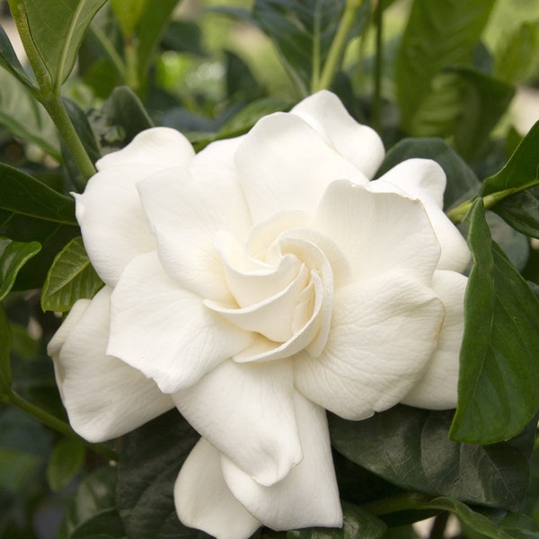 First Love® Gardenia - Gardenia jasminoides 'Aimee'   - 1  Plant - 1 Feet Tall - Ship in 6" Pot