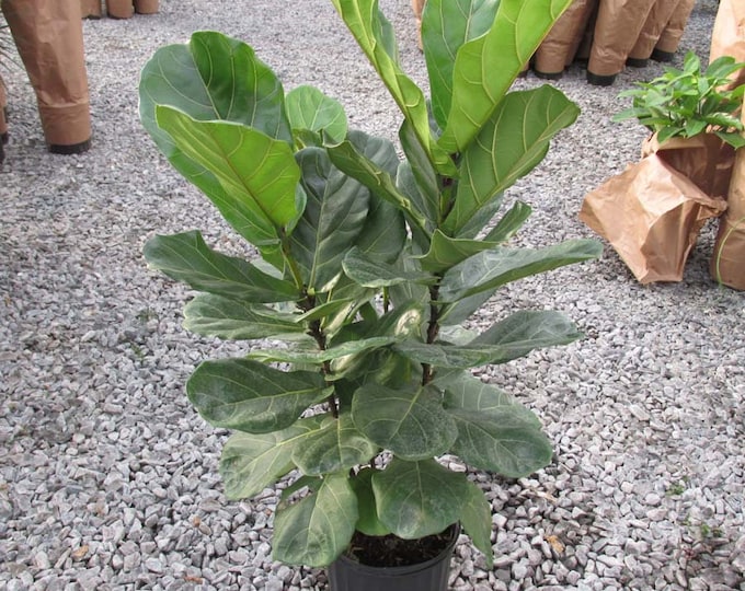 Ficus Lyrata - 1  Plant - 2 to 3  Feet Tall - Ship in 3Gal Pot