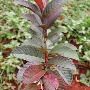 Malaysia Red Guava Tree - 2 to 3 feet tall   - ship in 3 Gal pot