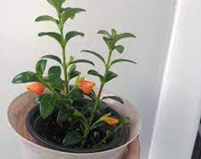 Gold Fish Plant  - 1 Plants  - 4" to 6" Long  - Ship in 3" Pot