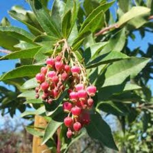 Arbutus Marina - Strawberry Tree - 1 Plants - 2 to 3  Feet Fall - Ship in Pot